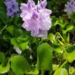 Pontederia crassipes Leaf