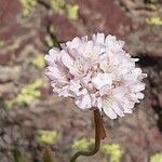 Armeria euscadiensis Λουλούδι