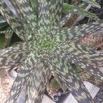 Aloe zebrina 葉