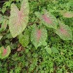 Caladium humboldtii List