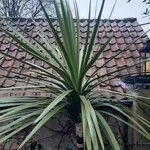 Cordyline australis Leaf