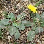 Taraxacum obovatum Çiçek