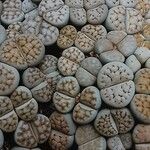 Lithops karasmontana موطن