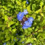 Ceratostigma willmottianum Blüte