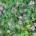 Coronilla variaFlower