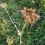 Selinum carvifolium Fruit