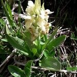 Dactylorhiza sambucinaFleur