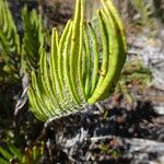 Blechnum loxense Feuille