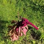 Amaranthus caudatusKwiat