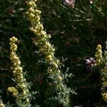 Artemisia chamaemelifolia Arall