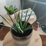 Dracaena stuckyi Yaprak