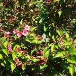 Weigela florida 形態