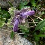 Bartsia alpina Blüte