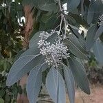 Eucalyptus polyanthemos Flor