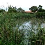 Typha orientalis Buveinė