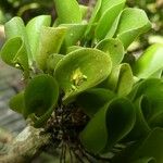 Lepanthes helleri Flower