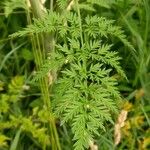 Chaerophyllum bulbosum List