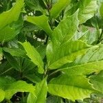 Aucuba japonica Leaf