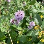 Mentha aquaticaFlower