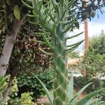 Austrocylindropuntia cylindrica Pokrój