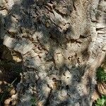 Quercus suber Corteccia