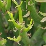 Euphorbia aphylla Hoja