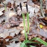 Carex pilosa Flower