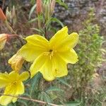 Oenothera stricta 花