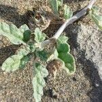 Neurada procumbens Leaf