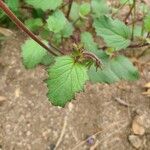 Phacelia parryi Blad