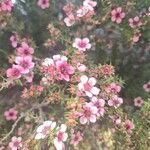 Leptospermum scopariumFiore