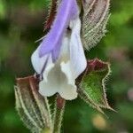 Salvia austriaca Цвят