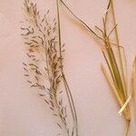 Eragrostis tenuifolia Bloem