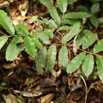 Parinari excelsa Folha