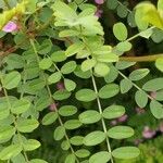 Indigofera heterantha Habit