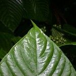 Psychotria panamensis Ліст