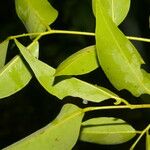 Ateleia herbert-smithii Hoja