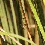 Eleocharis mutata Leaf