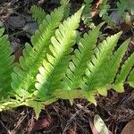 Dryopteris erythrosora 葉