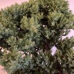 Juniperus chinensis Leaf