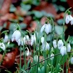 Galanthus nivalis Autre