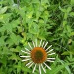 Echinacea purpureaFlower