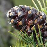 Pinus albicaulis Fruit