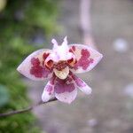 Polystachya lejolyana Flor