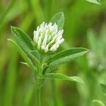 Trifolium squamosum Çiçek