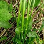 Rumex arifolius Schors