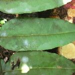 Zanthoxylum gilletii Лист