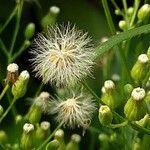 Conyza canadensis Плод