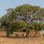 Ficus platyphylla Habit