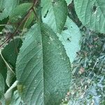 Prunus cerasus পাতা